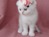 Teslime hazır dişi scottish fold yavrumuz