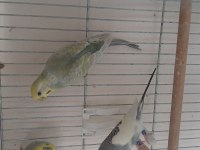 Rainbow parçalı yerli muhabbet kuşu
