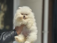 Tarım bakanlığı ruhsatlı çiftlikden pomeranian