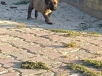Sivastan özel getirttim kangal köpeklerin yavruları