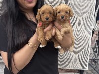 Ufacık maltipoo yavrularım