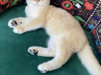 A+ kalite safkan golden british kedimiz