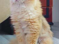 KEDİMİZ İÇİN EŞLEŞME İLANIDIR