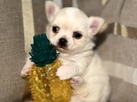 SHOW CLASS CHİHUAHUA KÖPEĞİ