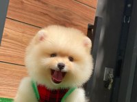 Pomeranian boo teacup yavru bebekler