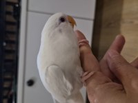 Renk renk sevda papağanları