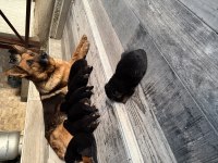 K9 Alman kurdu yavrularımız potyumda