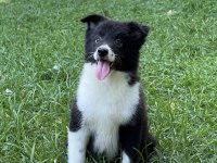 A kalite yavru köpekler