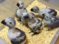 BEBEK YASAL BELGELİ JAKO PAPAĞANI YAVRULARIMIZ
