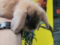 Bebek Hollanda lop tavşanlar görücüde