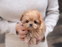 Süslü bebek maltipoo