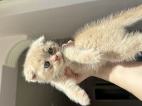 Scottish fold bebek