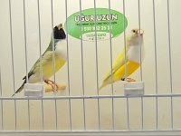 Gouldian finch (gökkuşağı ispinozu)