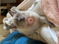 Safkan British Shorthair Dişimiz İçin DAMAT Arıyoruz