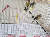 Malinua ve gloster kanarya sahiplendirme