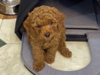 Erkek toy poodle