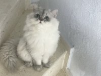 British longhair kedimiz yeni sahip arıyor