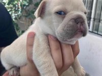 French Bulldog BEBEKLER İÇİN İLETİŞİM