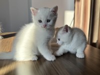 British shorthair ve longhair masmavi göz yavrular