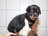 IRK GARANTİLİ DOBERMAN YAVRULARI