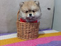 ORJİNAL POMERANİAN BOO KÖPEĞİ