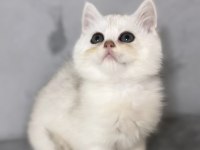 Silver erkek british shorthair