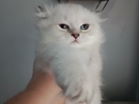 Erkek bebeklerim british longhair teslime hazır