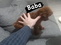 Safkan Kore teacup dişi poodle yavrular