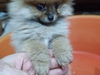 2 aylık erkek Pomeranian Boo Yavru