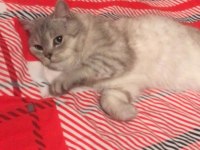 British Shorthair Erkek Ücretsiz