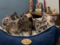 Safkan Egzotik French Bulldog Yavrularımız 45 Günlük