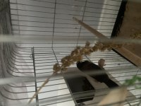 Bengal ve golden finch