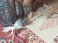 British shorthair dişi kısır kedimiz 1 yaşında
