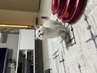 Sağlıklı british shorthair bebekler