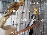 KAMPANYA UYGUN SULTAN PAPAĞANI TAKIM