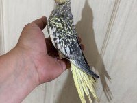 52 GÜNLÜK FUL EVCİL KUSURSUZ BEBEK SULTAN