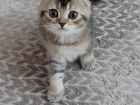 2 aylık erkek bebek scottish fold
