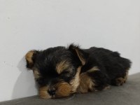Teacup max 2.300 kg erkek bebek yorkshire terrier