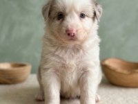 Irk Garantili Border Collie Bebekler