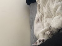 Pamuk british shorthair