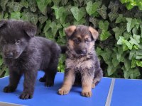 SHOWLINE (DUSUK BEL) ALMAN ÇOBAN KÖPEĞİ