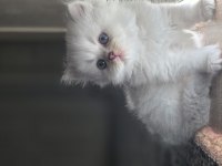 55 Günlük Erkek Ve Dişi British Longhair