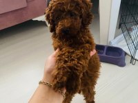 Kore Toy Poodle