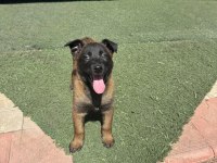Kalitenin Adresi Mete köpek akademisi (MALİNOİS)