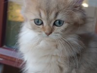 British longhair dişi