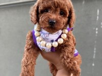 Orjinal toy Poodle yavrular