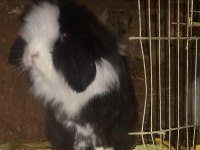 Hollanda lop tavşan yavrusu