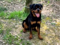 Orijinal Rottweiler
