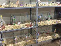 SURİYE HAMSTER İÇİN ULAŞINIZ