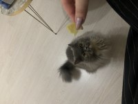 2 yaşında british longhair (çiftleştirme)